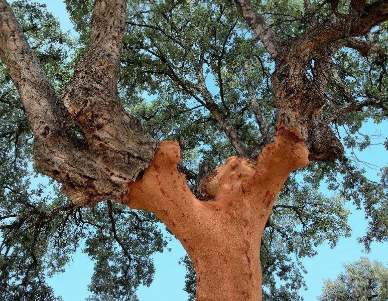 Écorce De Liège Naturel 1 Kg Pour Maquettes Et Décoration
